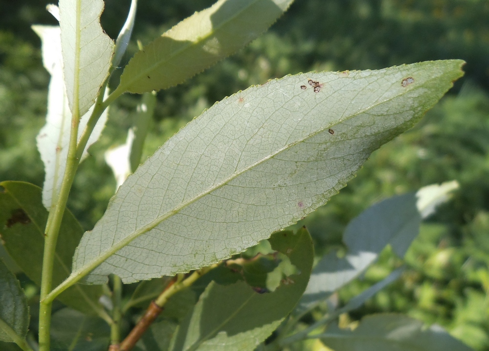 Image of Salix &times; meyeriana specimen.