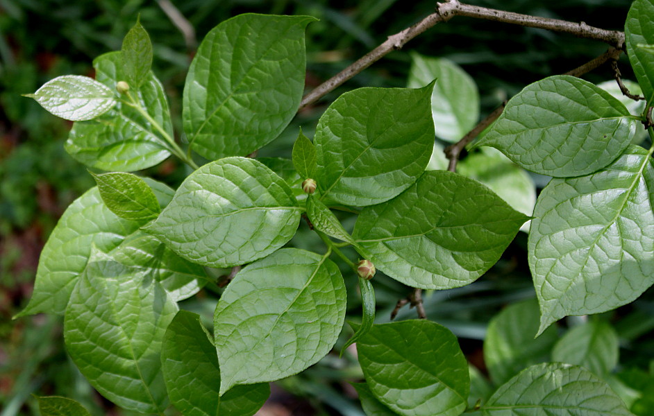 Image of Calycanthus chinensis specimen.