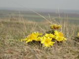 Adonis volgensis. Цветущее растение. Украина, Одесская обл., окр. с. Лучинское, правый берег р. Кучурган. 31.03.2013.