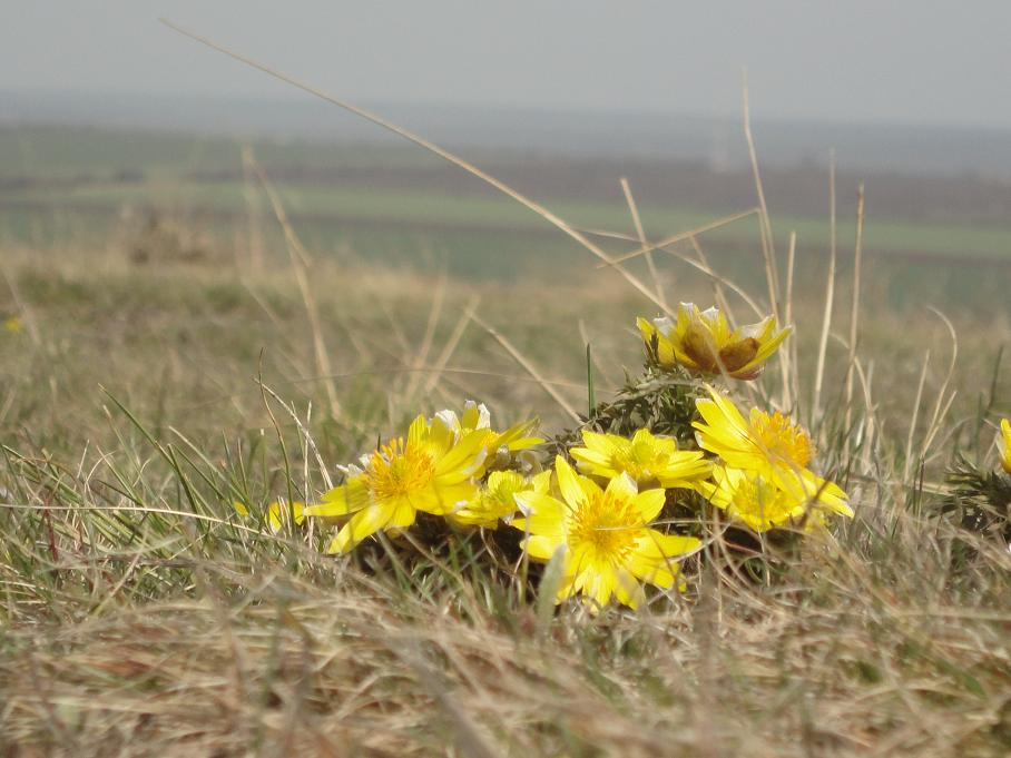 Image of Adonis volgensis specimen.