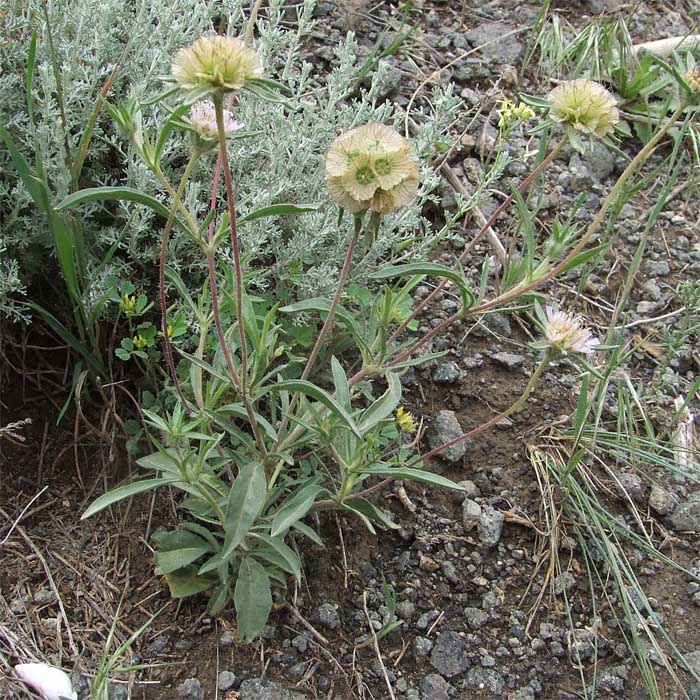 Image of Lomelosia rotata specimen.