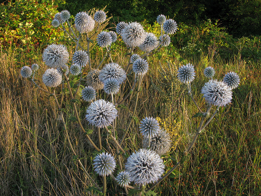 Изображение особи Echinops sphaerocephalus.