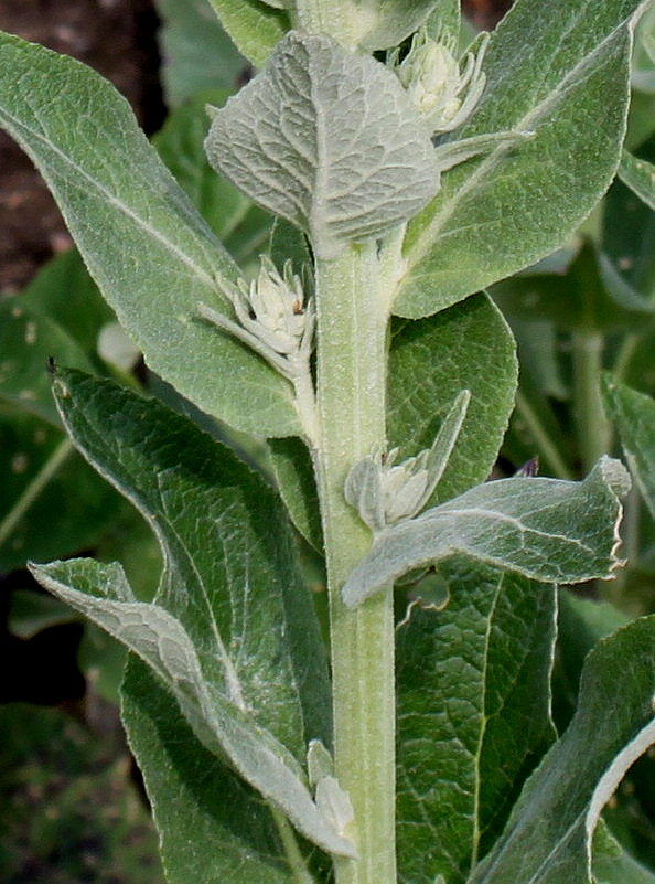 Изображение особи Verbascum lychnitis.