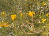 Tabebuia caraiba. Часть кроны цветущего дерева. Таиланд, пров. Сураттхани, о-в Тао. 27.06.2013.