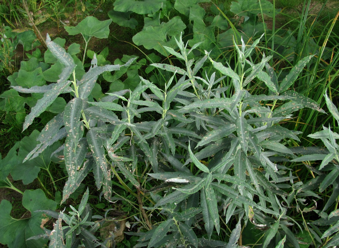 Image of Salix gmelinii specimen.