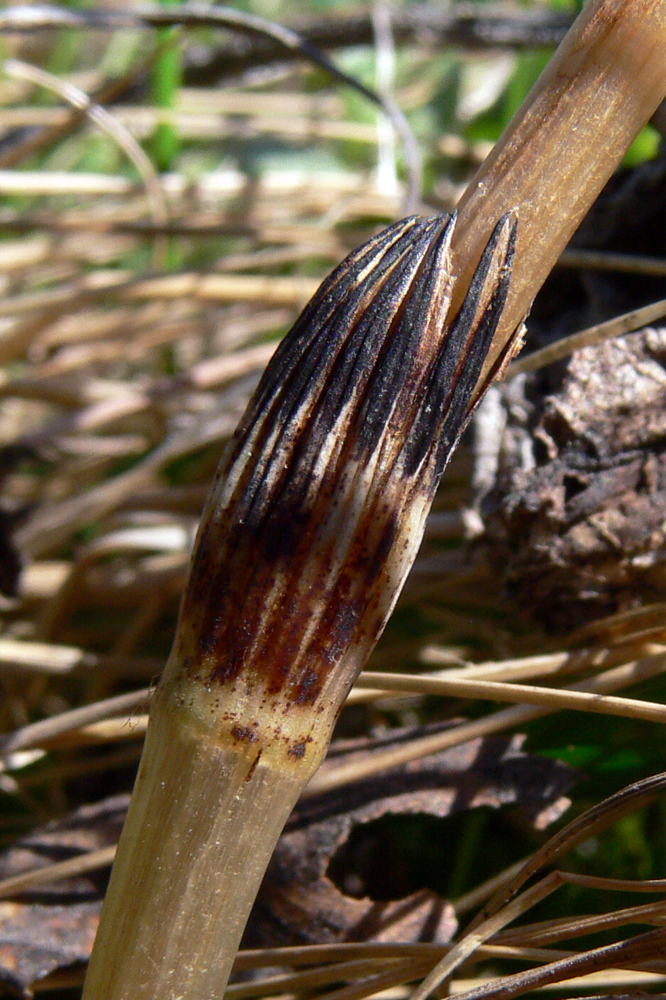 Image of Equisetum arvense specimen.