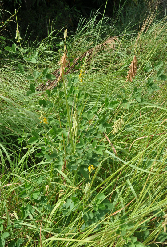 Image of Crotalaria pallida specimen.