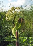 Archangelica officinalis. Верхушка плодоносящего растения. Санкт-Петербург, Петергоф, Луговой парк. 30.06.2010.