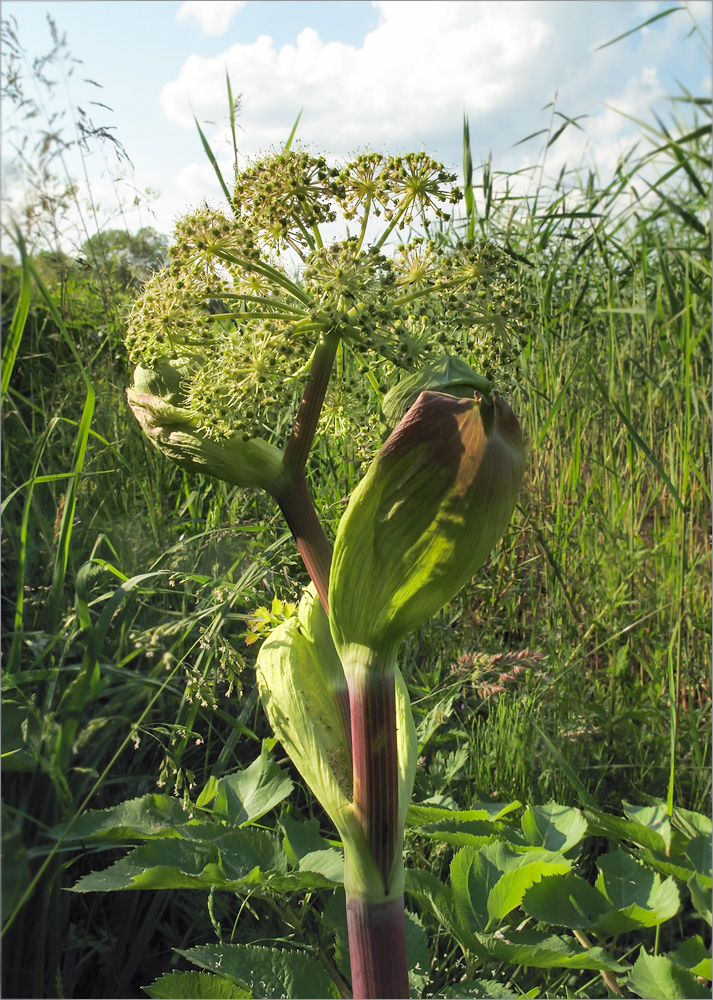 Изображение особи Archangelica officinalis.