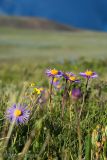 Aster serpentimontanus