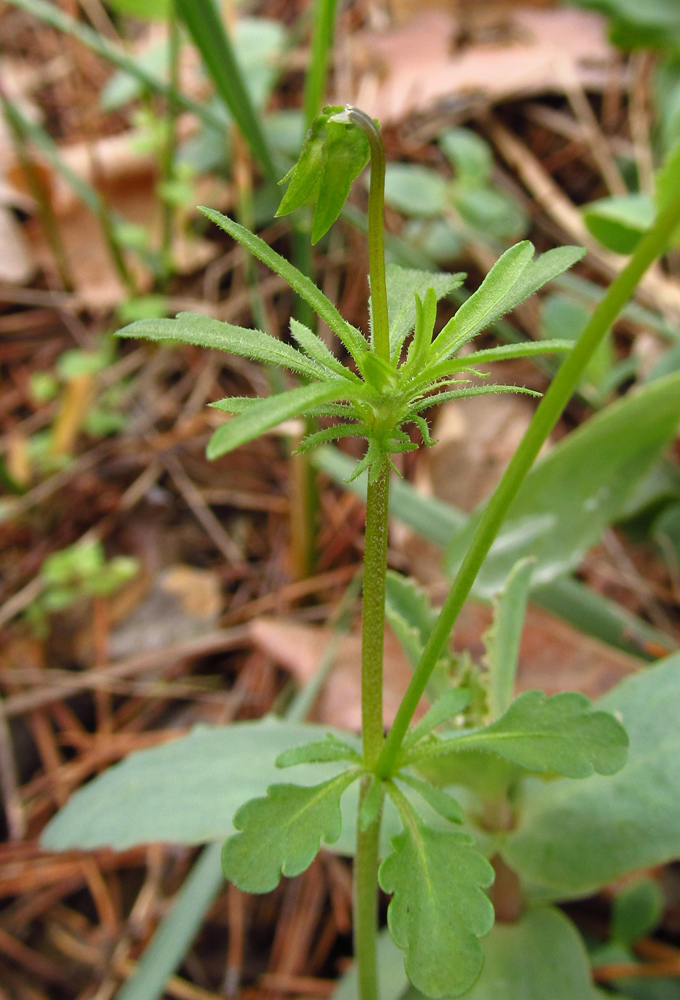 Image of Viola &times; contempta specimen.