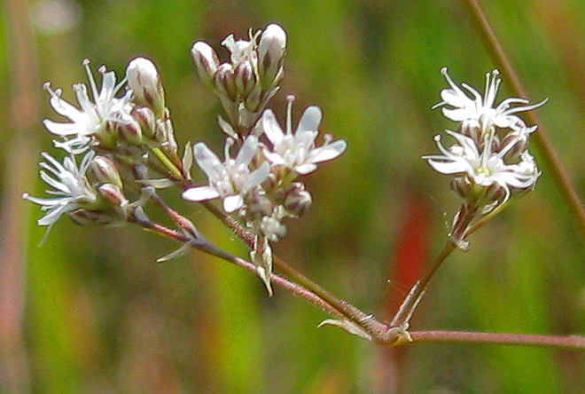 Image of Gypsophila volgensis specimen.