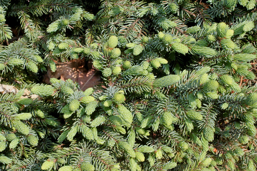 Изображение особи Picea glauca.