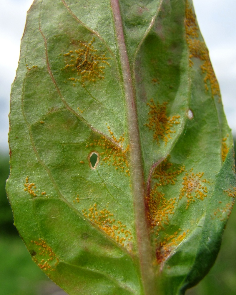 Image of Epilobium adenocaulon specimen.