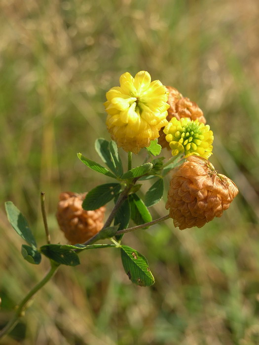 Image of Trifolium aureum specimen.