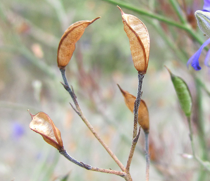 Image of Delphinium paniculatum specimen.