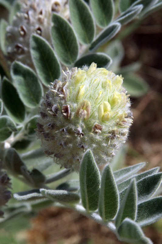 Image of Astragalus eximius specimen.