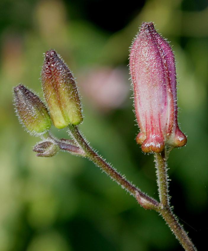 Image of Tricyrtis hirta specimen.