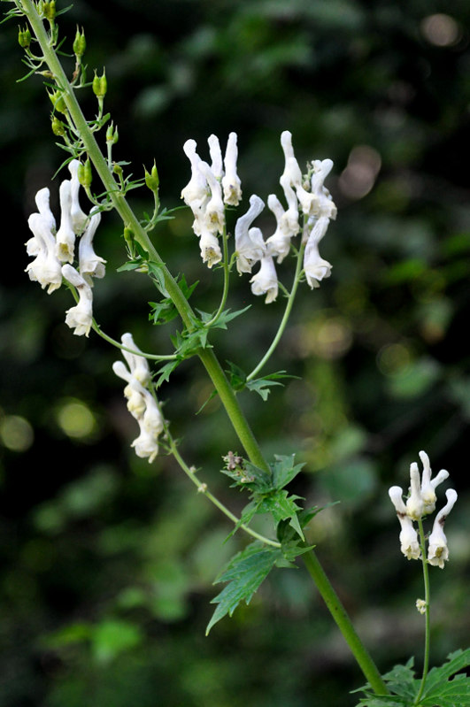 Image of Aconitum orientale specimen.