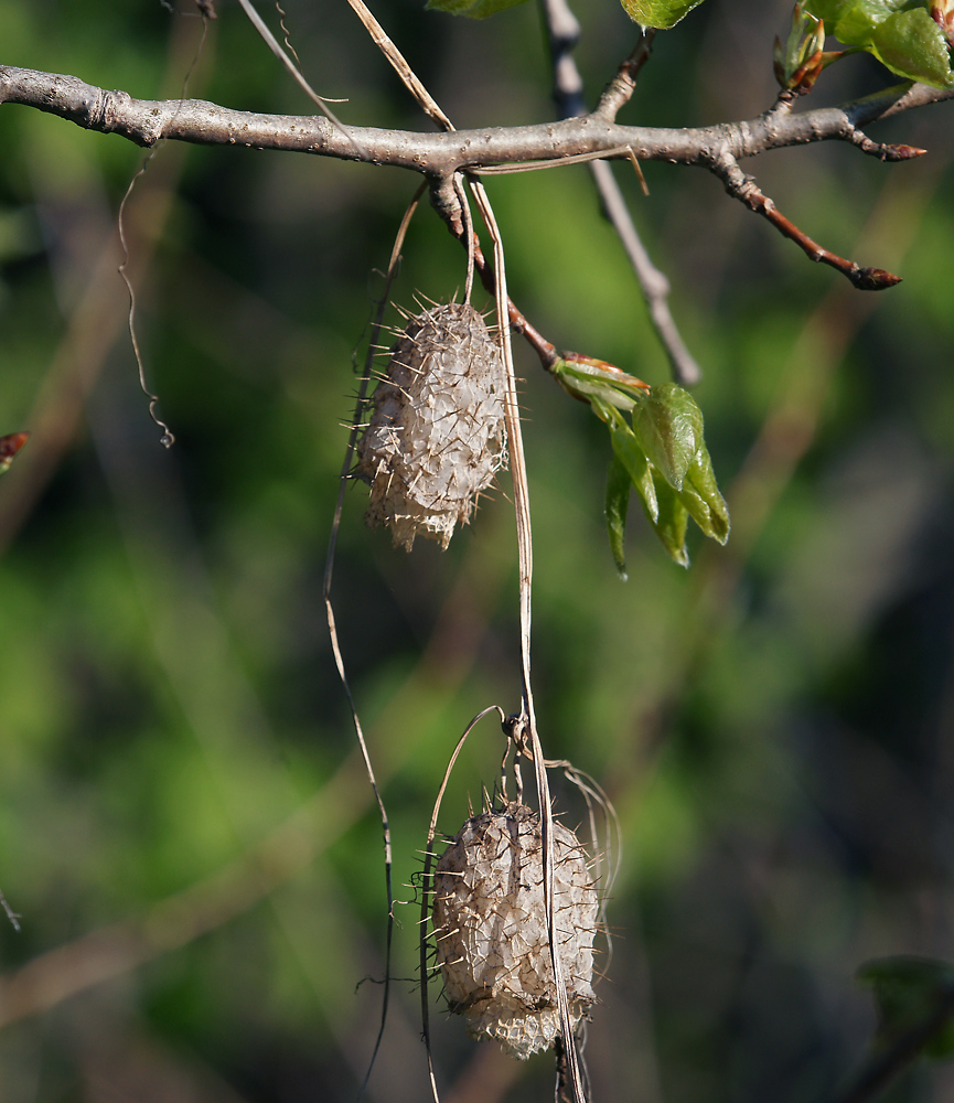 Изображение особи Echinocystis lobata.