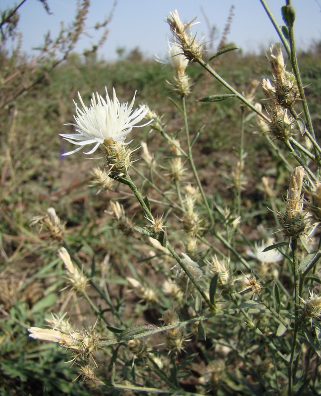 Изображение особи Centaurea diffusa.