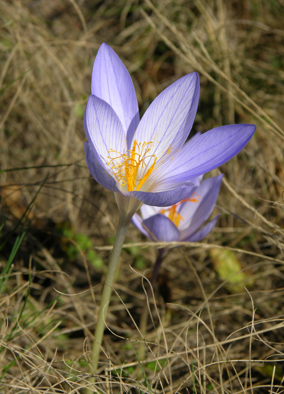 Изображение особи Crocus speciosus.