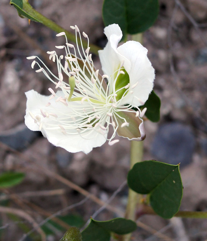 Изображение особи Capparis herbacea.