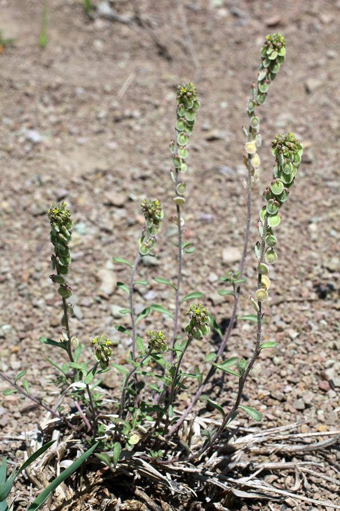 Image of Clypeola jonthlaspi specimen.