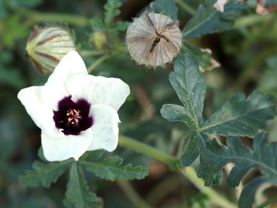 Image of Hibiscus trionum specimen.