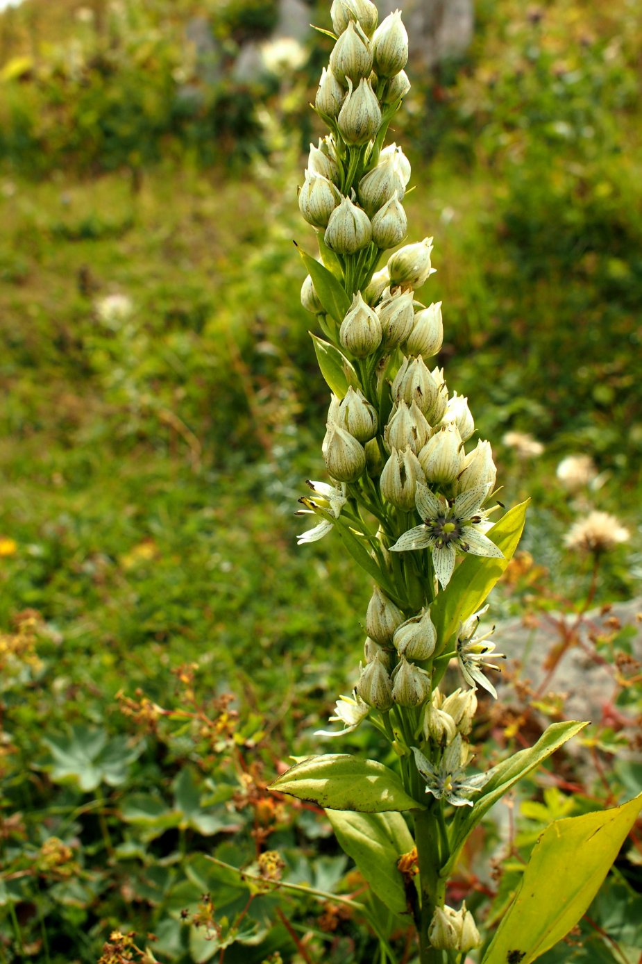 Image of Swertia iberica specimen.