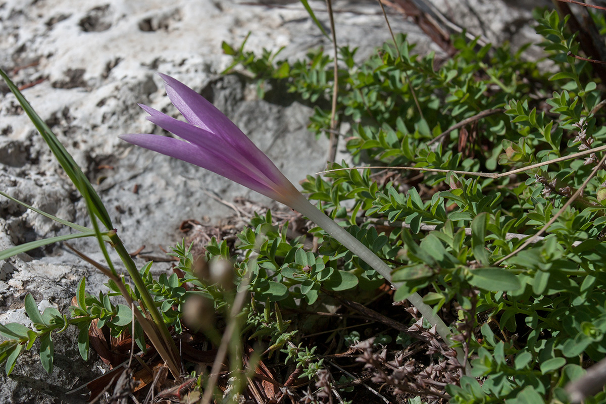 Image of Colchicum autumnale specimen.