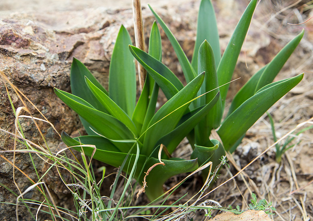 Image of Drimia numidica specimen.