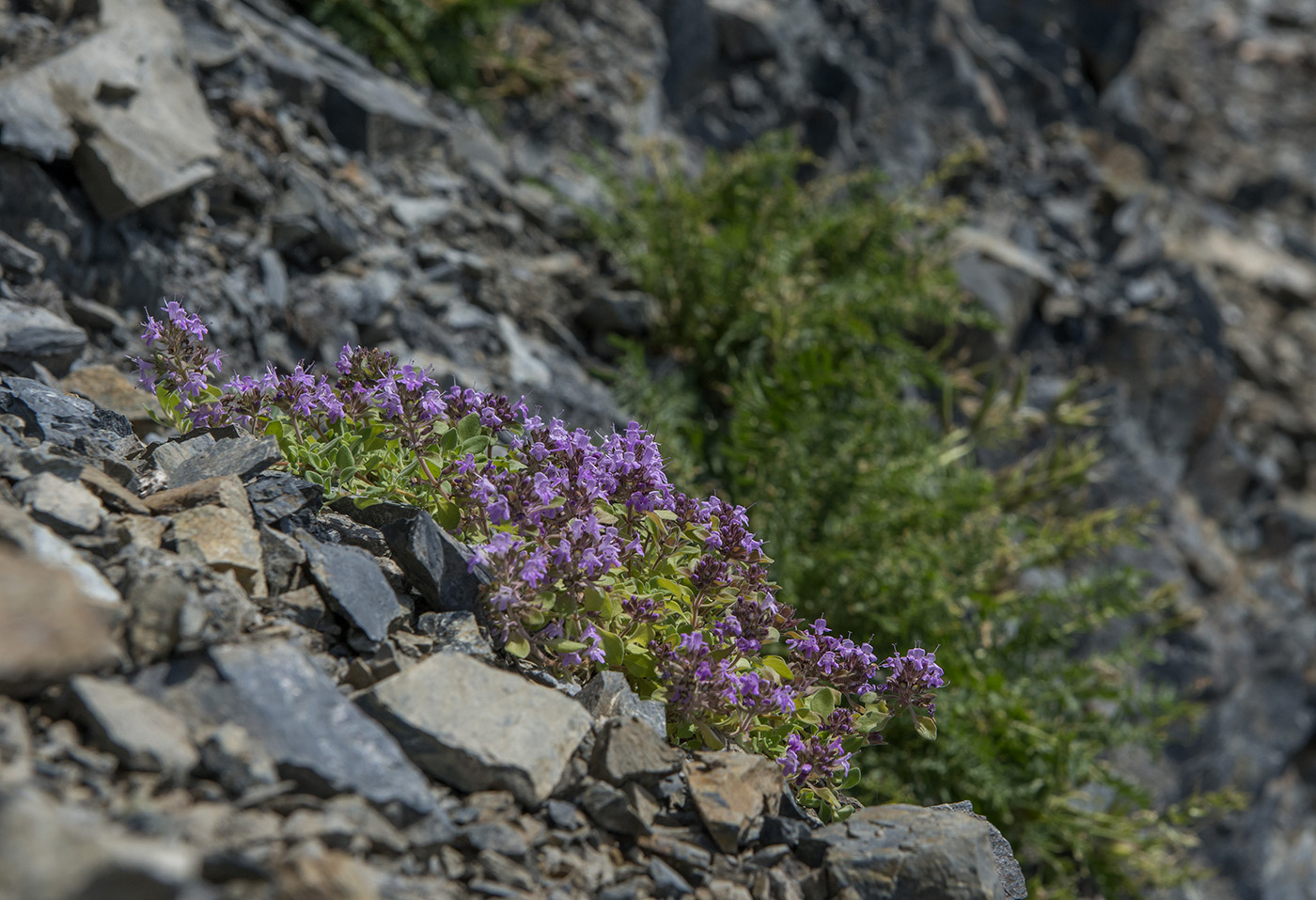 Image of Thymus japonicus specimen.