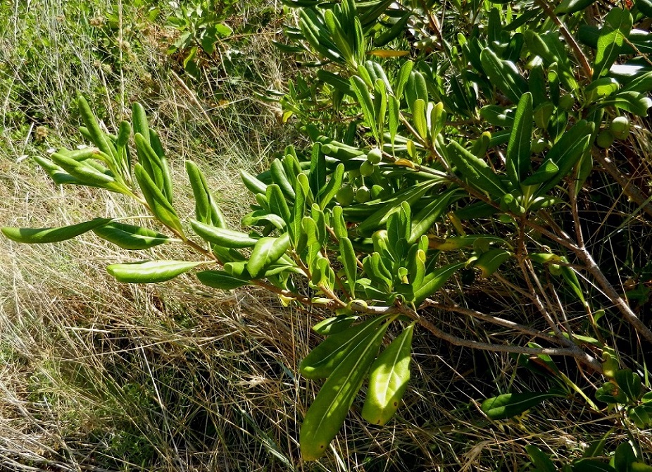 Image of Pittosporum tobira specimen.