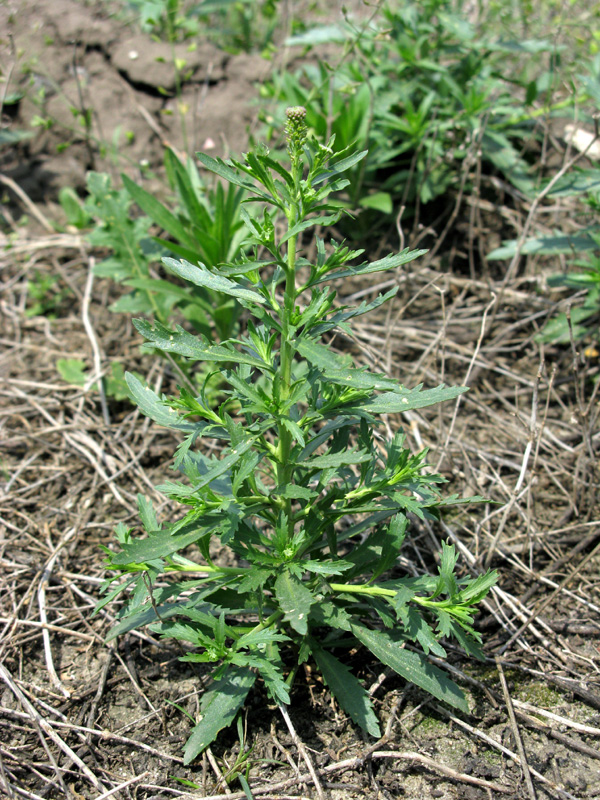 Изображение особи Lepidium densiflorum.