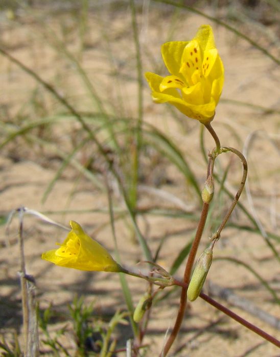 Image of Hypecoum parviflorum specimen.