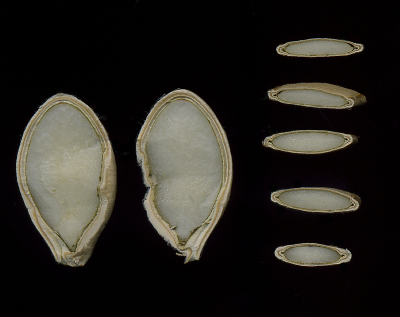 Image of Cucurbita pepo specimen.