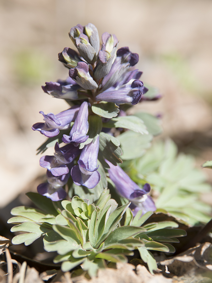 Image of Corydalis solida specimen.