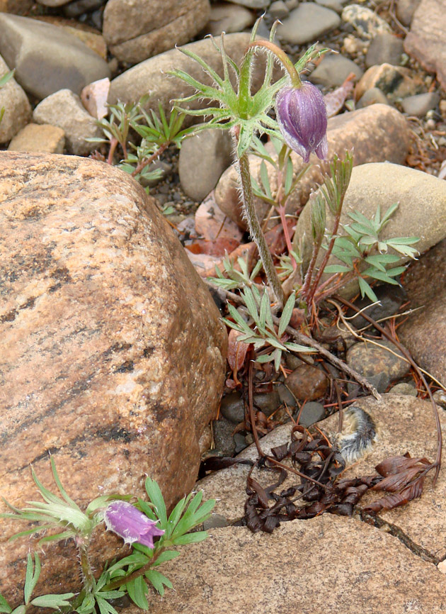 Image of Pulsatilla dahurica specimen.