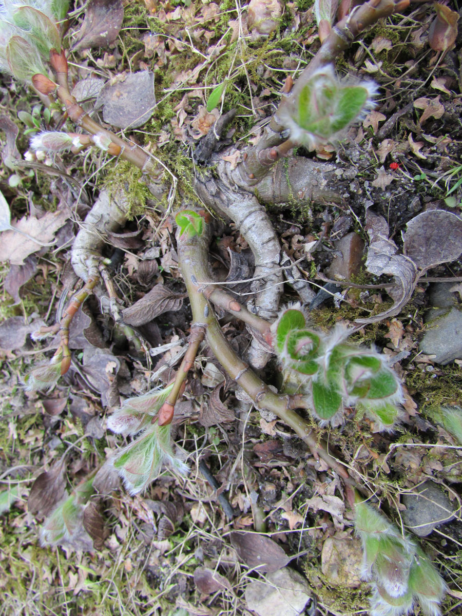 Image of Salix arctica specimen.