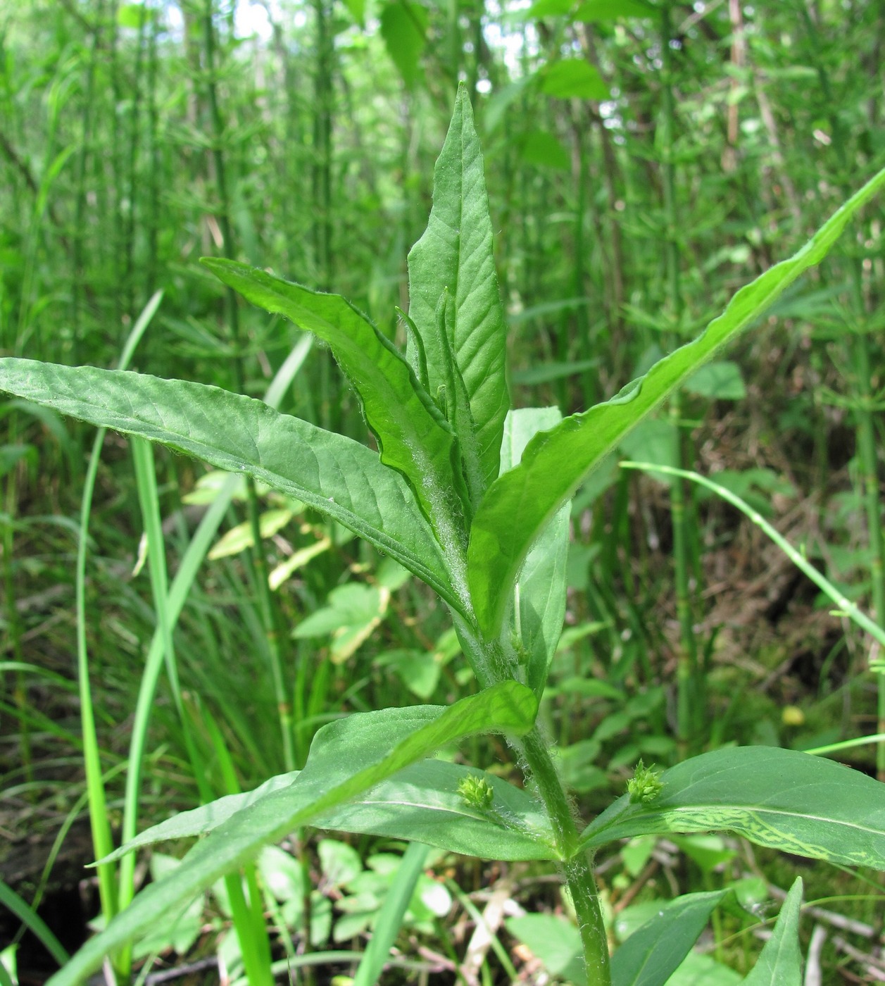 Image of Naumburgia thyrsiflora specimen.