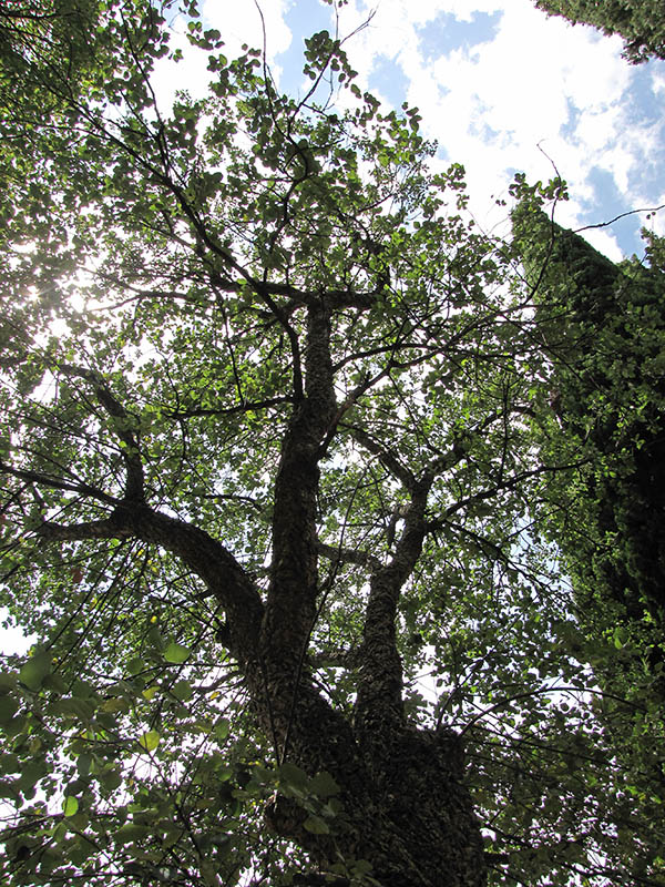 Изображение особи Quercus suber.