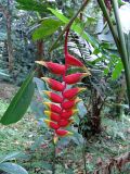 Heliconia rostrata