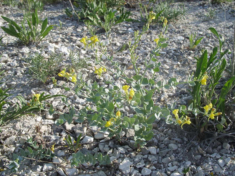 Image of Linaria cretacea specimen.