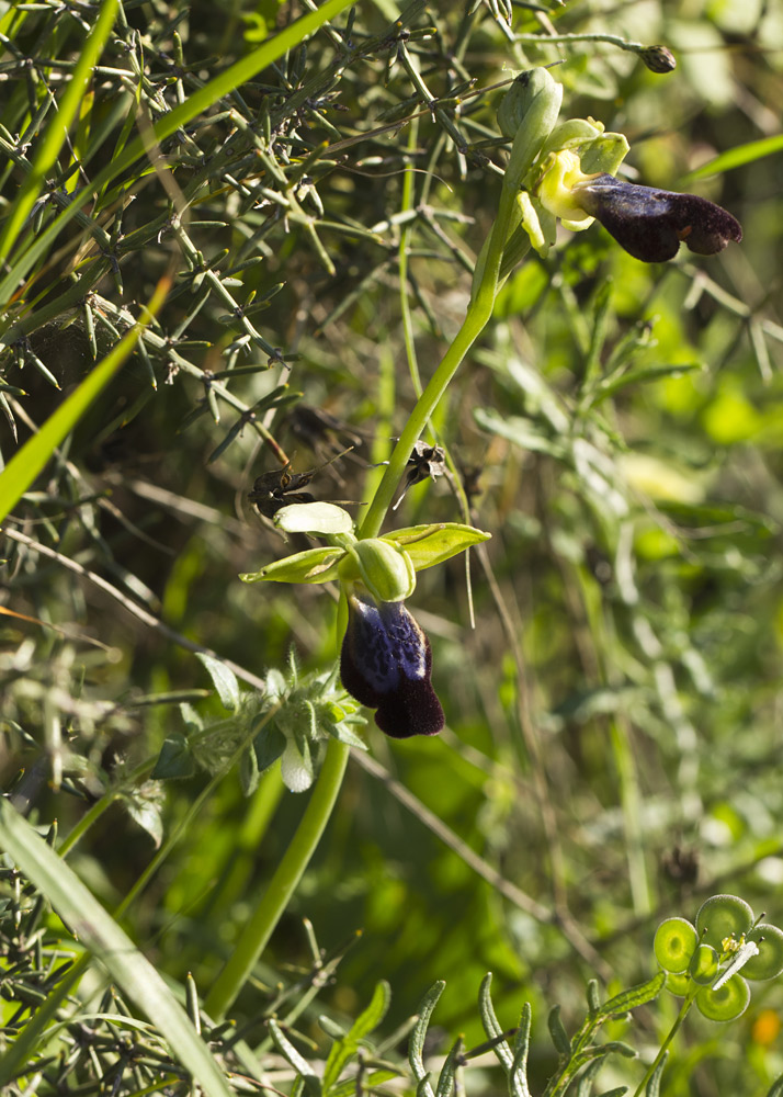 Image of Ophrys fusca ssp. iricolor specimen.