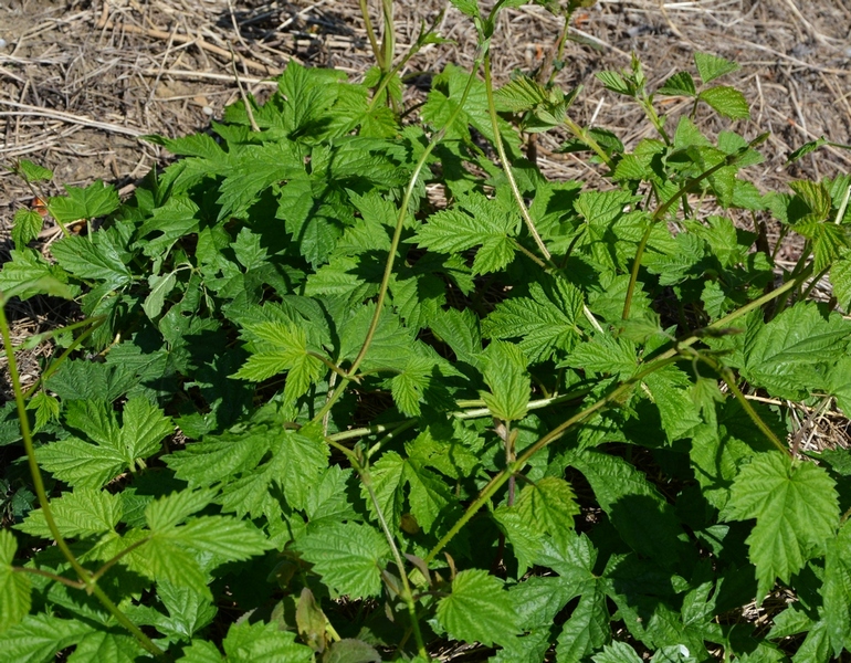 Image of Humulus lupulus specimen.