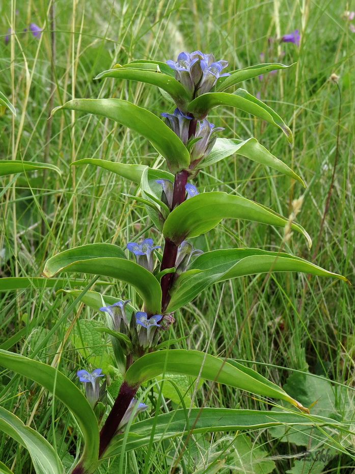 Image of Gentiana cruciata specimen.