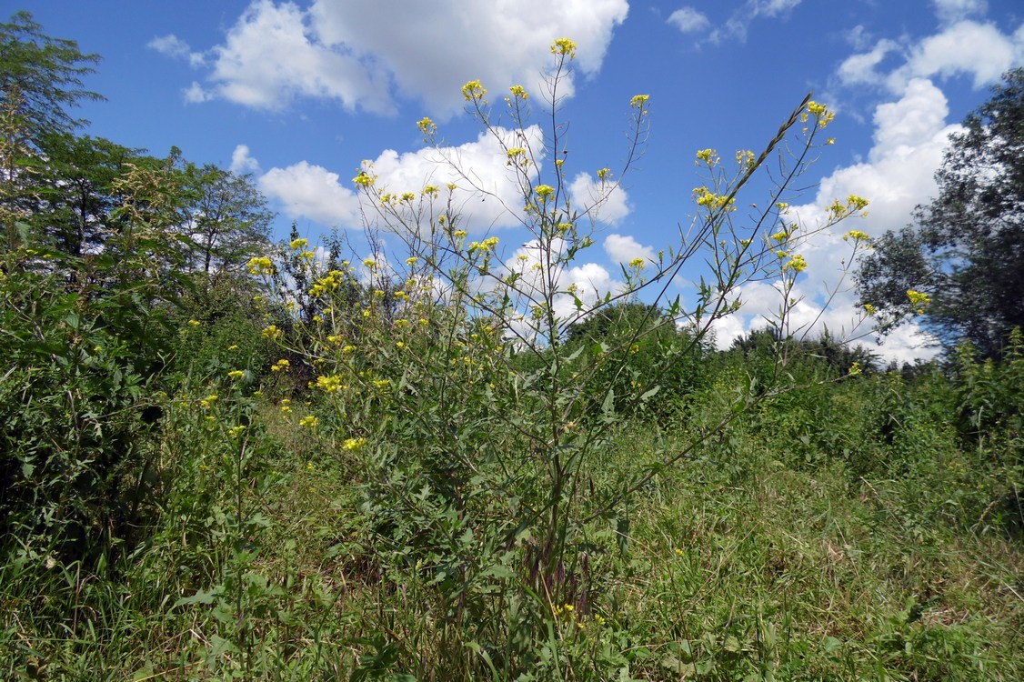 Image of Sisymbrium loeselii specimen.