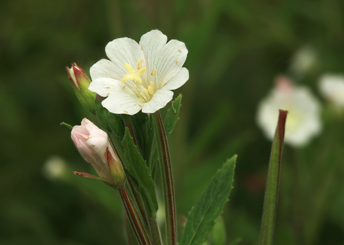 Image of Epilobium hirsutum specimen.