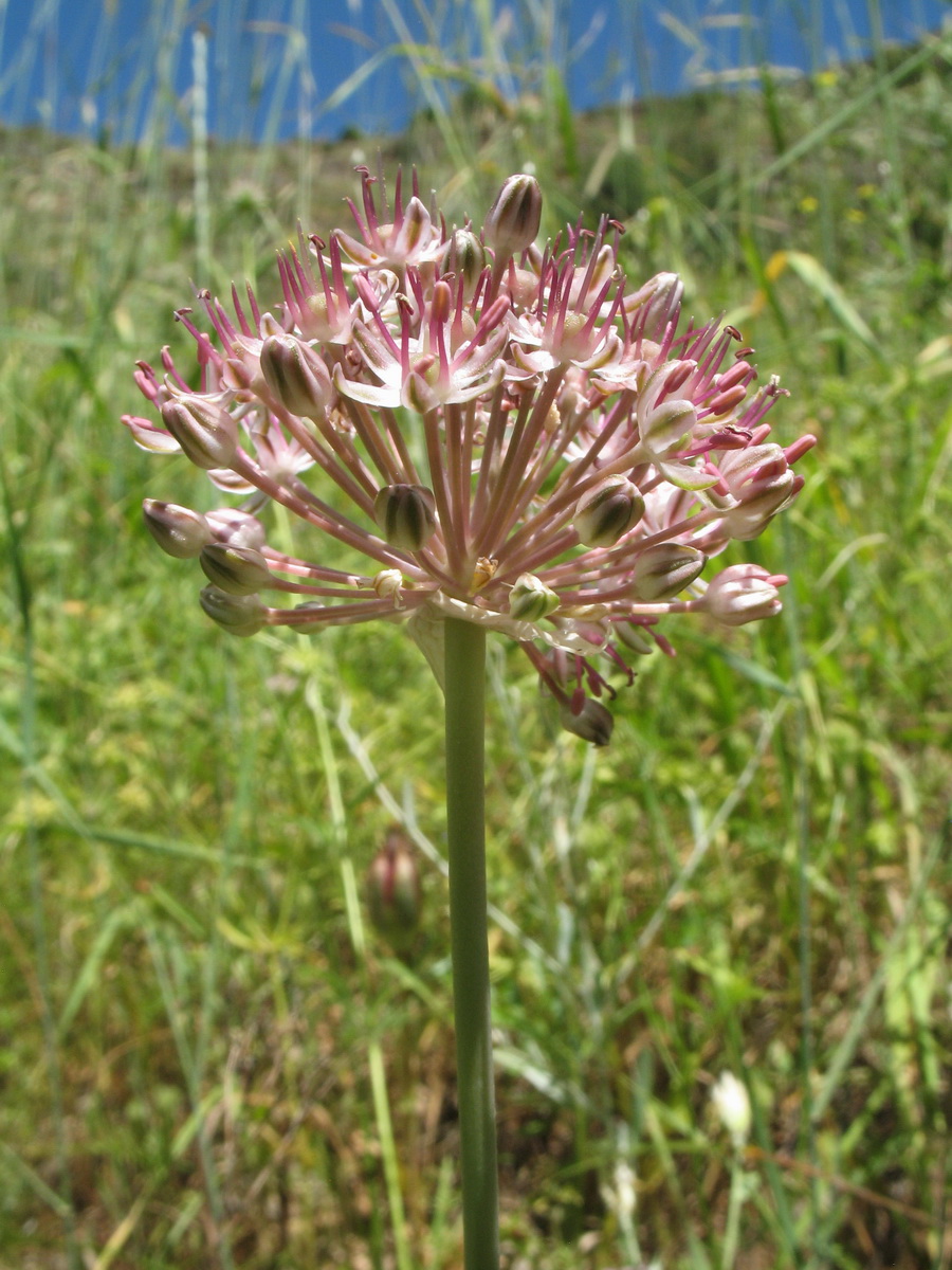 Image of Allium taschkenticum specimen.